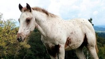 Krásná Appaloosa klisnička