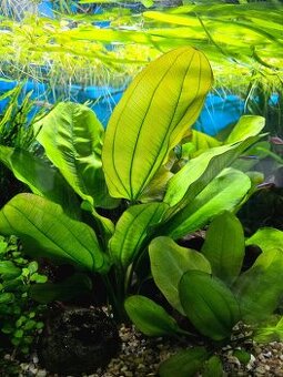 Akvarijní rostlina Echinodorus schlueteri (šípatkovec schlut