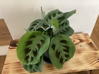 Maranta