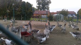 Domácí husy