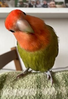 Agapornis ochočený