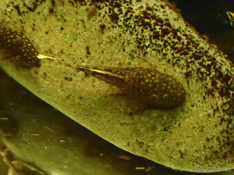 Ancistrus sp - 1