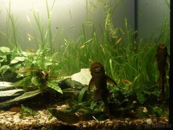 Akvarijni rostlinky - Vallisneria...