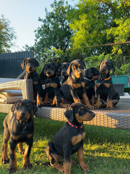 Doberman - šteniatka - 1