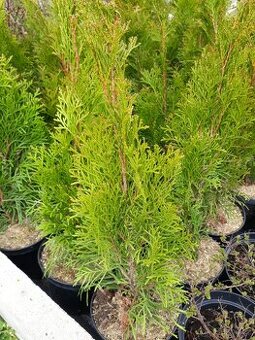 Thuja smaragd- thuja
