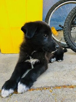 🐶Border Kolie chlapeček 🐶