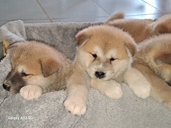 Akita Inu - inz platí do smazání