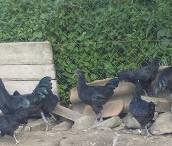 Ayam cemani