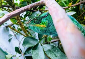 Chameleon Pardálí (Furcifer Pardalis) Nosy Be F1