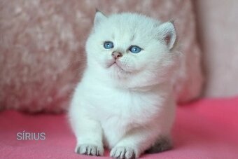 Britská colorpoint koťátka s PP k rezervaci - 1