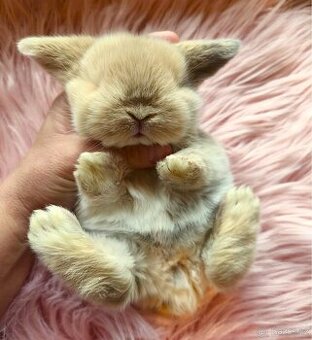 Krásní, vymazlení minilop králičci