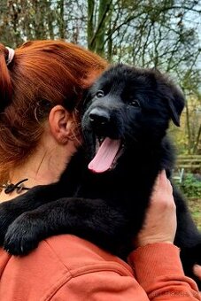 Německý ovčák štěňata s PP černá  a vlkošedá