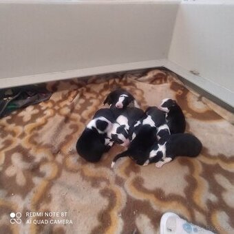 Border kolie štěňata s pp