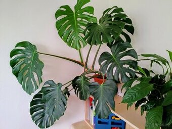 Monstera Deliciosa