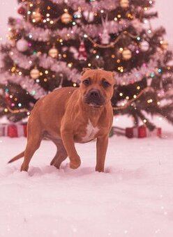 Americký stafordšírský teriér - 1