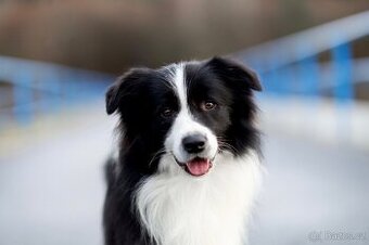 Border Kolie s PP - černobílé fenečky a jeden pejsek