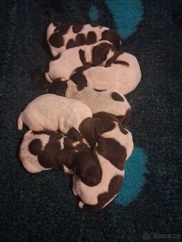 Německý ohař krátkosrstá štěňata - 1