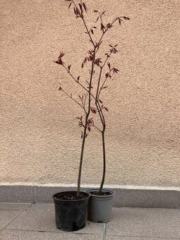 Japonský javor, zahrada, skalka, 2ks samostatně