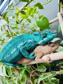 Furcifer Pardalis Nosy Be Vejce - 1