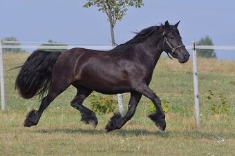 Fellský pony - 3 letá klisna