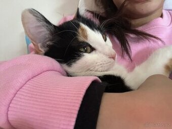 Daruji Kitty