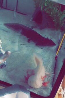 Axolotli - 1
