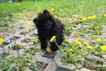 Pejsek Mini Pomeranian s PP