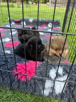 Pomeranian s PP