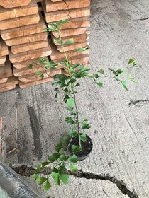 Ginko biloba sazenice