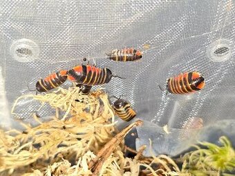 Isopody Merulanella sp. "Ember bee" za nejlepší cenu v ČR