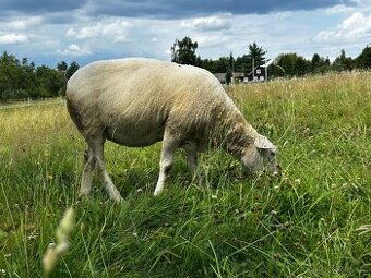 Bahnice Texel 100% - 1