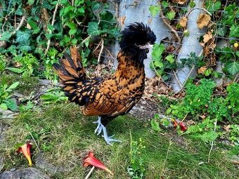 Paduánka zdrobnělá - kohoutci