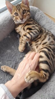 Bengalsky kocourek bez pp