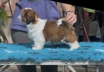 Shih tzu s PP ( šicu, shih-tzu)