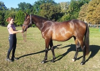 Prodám perspektivní klisničku