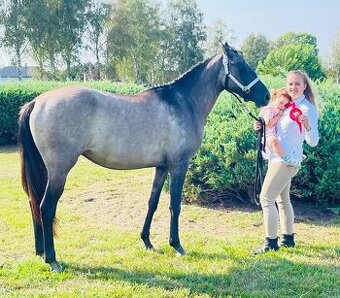 Sportovní pony klisna 3 roky.