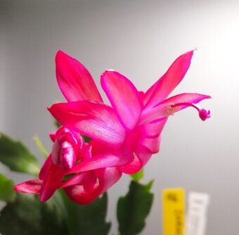 Schlumbergera - Vánoční kaktus: Zaraika (řízek)