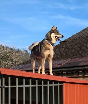 Západosibiřská lajka - hledám psa na  krytí