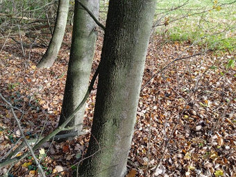 daruji dřevo - větve  z břízy...lípy...osiky