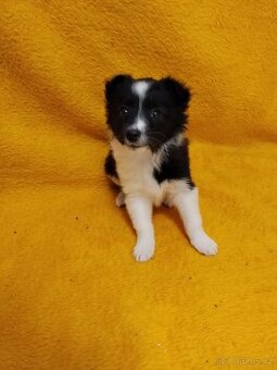 Štěňata Kříženců Německý špic x bordel kolie