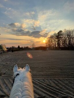 Hledám pronájem koně - Praha Východ