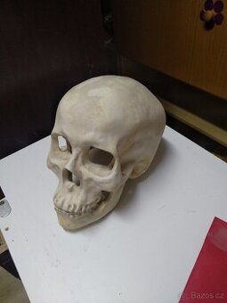 Sádrový odlitek lebky