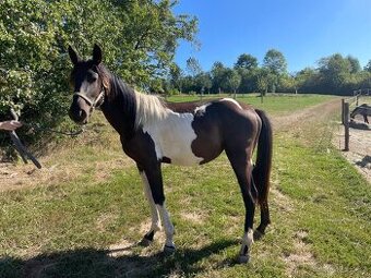 Prodám roční kobylku – Velkopolský kůň × Slezský norik