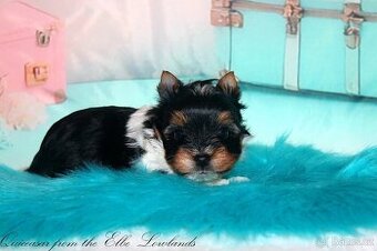 Biewer jorkšírský teriér s PP pejsek - 1