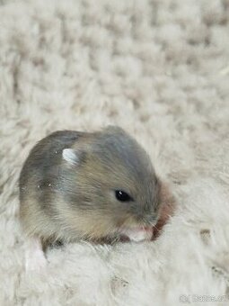 Křeček džungarský sameček