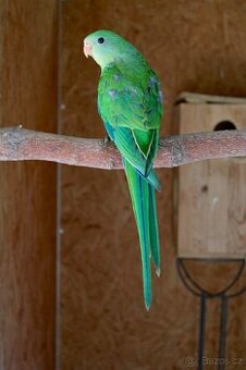 Prodám papoušky nádherné