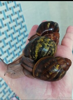 Africký šnek - Archachatina ventricosa cream a light body