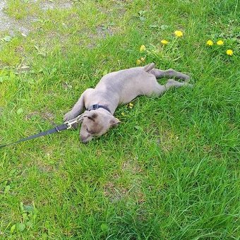 Štěně Amstaff