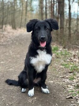 Border kolie