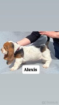 Štěňata Basset hound